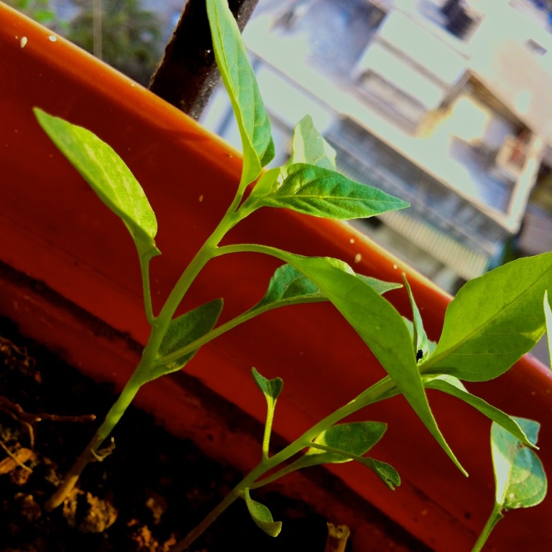 Baby Chilli Plants